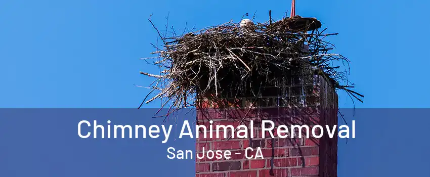 Chimney Animal Removal San Jose - CA